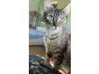 Adopt Miss Universe a Domestic Mediumhair / Mixed cat in Peoria, IL (40298857)