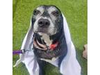 Adopt TITAN a Black American Staffordshire Terrier / Mixed Breed (Medium) /