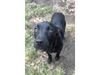 Adopt Bella a Labrador Retriever / Mixed dog in Tahlequah, OK (40980719)