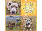 Adopt 2024-02-111 a American Pit Bull Terrier / Mixed dog in Winder