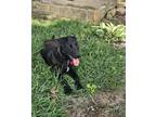 Adopt Duke a White Pointer / Mixed dog in Tahlequah, OK (40980723)