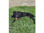 Adopt Lucy a White Pointer / Mixed dog in Tahlequah, OK (40980722)