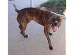 Adopt Roger a Brown/Chocolate American Pit Bull Terrier / Boxer / Mixed (short