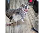Adopt Pepper(ICE) a Great Dane / Mixed dog in Henderson, KY (40980553)