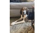 Adopt Honey a Tricolor (Tan/Brown & Black & White) Treeing Walker Coonhound dog