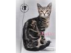Adopt Lottie a Brown Tabby Domestic Shorthair / Mixed (short coat) cat in Gonic
