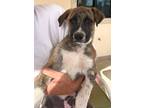 Adopt Doc a Tricolor (Tan/Brown & Black & White) Boxer / Hound (Unknown Type) /