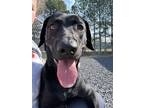 Adopt Diane a Black Golden Retriever / Mixed Breed (Medium) / Mixed (short coat)