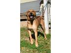 Adopt Flint a German Shepherd Dog / Labrador Retriever / Mixed dog in St.