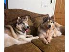 Adopt Winky & Mellow a Black - with Tan, Yellow or Fawn Siberian Husky / Alaskan