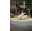 Adopt Baby Girl a Gray or Blue Domestic Longhair / Mixed Breed (Medium) / Mixed