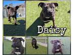 Adopt Daisy a Black American Pit Bull Terrier / Mixed Breed (Medium) / Mixed