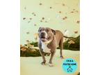 Adopt Christina a Black American Pit Bull Terrier / Mixed Breed (Medium) / Mixed