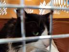 Adopt Stray a All Black Domestic Longhair / Mixed Breed (Medium) / Mixed (short
