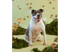 Adopt Gwen a White American Pit Bull Terrier / Mixed Breed (Medium) / Mixed