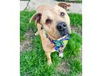Adopt Autumn a Tan/Yellow/Fawn Shar Pei / Mixed Breed (Medium) / Mixed dog in