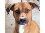 Adopt Glory a Rhodesian Ridgeback dog in Dallas, TX (40979375)