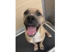 Adopt Yoda a Tan/Yellow/Fawn Mastiff / Mixed Breed (Large) / Mixed dog in