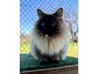 Adopt Marple a Tortoiseshell Himalayan / Mixed Breed (Medium) / Mixed (short