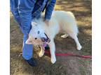 Adopt Kenai $100 fee ALL DOGS a White Alaskan Malamute / Siberian Husky / Mixed