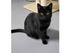 Adopt Samantha a All Black Domestic Mediumhair / Mixed cat in Ellijay