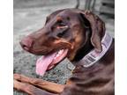 Adopt Watson a Red/Golden/Orange/Chestnut Doberman Pinscher / Mixed dog in