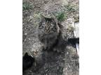 Adopt TJ - Courtesy Listing a Gray or Blue (Mostly) Domestic Longhair cat in