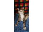 Adopt Gammie a Brown Tabby Domestic Shorthair (short coat) cat in Ocala