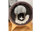 Adopt CAT OF THE MONTH! a Black & White or Tuxedo American Shorthair (short