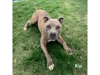 Adopt Kip a Tan/Yellow/Fawn American Staffordshire Terrier / Mixed Breed
