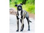 Adopt Lola a Catahoula Leopard Dog / Plott Hound / Mixed dog in St Augustine