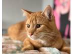 Adopt Muffin a Orange or Red Tabby Tabby (short coat) cat in Duette