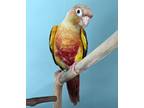 Adopt Pesto a Conure bird in St. Louis, MO (40350274)