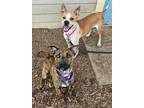 Adopt Glee a American Pit Bull Terrier / Mixed dog in Bloomington, IN (40745749)