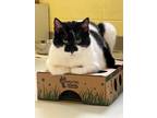 Adopt Mittens a Domestic Shorthair / Mixed (short coat) cat in Blountville