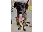 Adopt LENNON a Basset Hound / Dutch Shepherd / Mixed dog in Quinlan