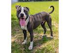 Adopt Gimmie a American Staffordshire Terrier / Mixed dog in Ocala
