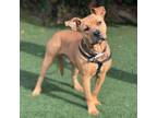 Adopt Luffy a Pit Bull Terrier / Shar Pei / Mixed dog in Vallejo, CA (40173768)