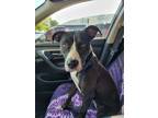 Adopt Oreo a Black - with White Border Collie / Labrador Retriever / Mixed dog