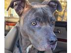 Adopt Brixton a Gray/Blue/Silver/Salt & Pepper Staffordshire Bull Terrier /