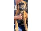 Adopt Anne a Mountain Cur / Terrier (Unknown Type, Small) / Mixed dog in El
