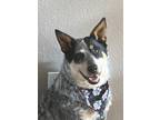 Adopt Cooper a Black - with Gray or Silver Australian Cattle Dog / Australian