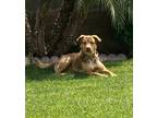 Adopt Thor a Red/Golden/Orange/Chestnut - with White Staffordshire Bull Terrier