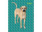 Adopt Luca a Tan/Yellow/Fawn German Shepherd Dog / Staffordshire Bull Terrier /