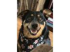 Adopt Junie a Tricolor (Tan/Brown & Black & White) Australian Shepherd /