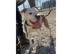 Adopt Gertrude a Brown/Chocolate American Pit Bull Terrier / Mixed Breed