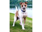 Adopt LIL KLINGER a Jack Russell Terrier / Mixed dog in Franklin, TN (40891785)
