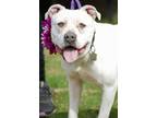 Adopt Cheesecake a White American Pit Bull Terrier / Mixed Breed (Medium) /