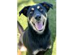 Adopt Sheila a Black Doberman Pinscher / Mixed Breed (Medium) / Mixed (short