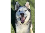 Adopt Deuce a Black Husky / Mixed Breed (Medium) / Mixed (short coat) dog in Red